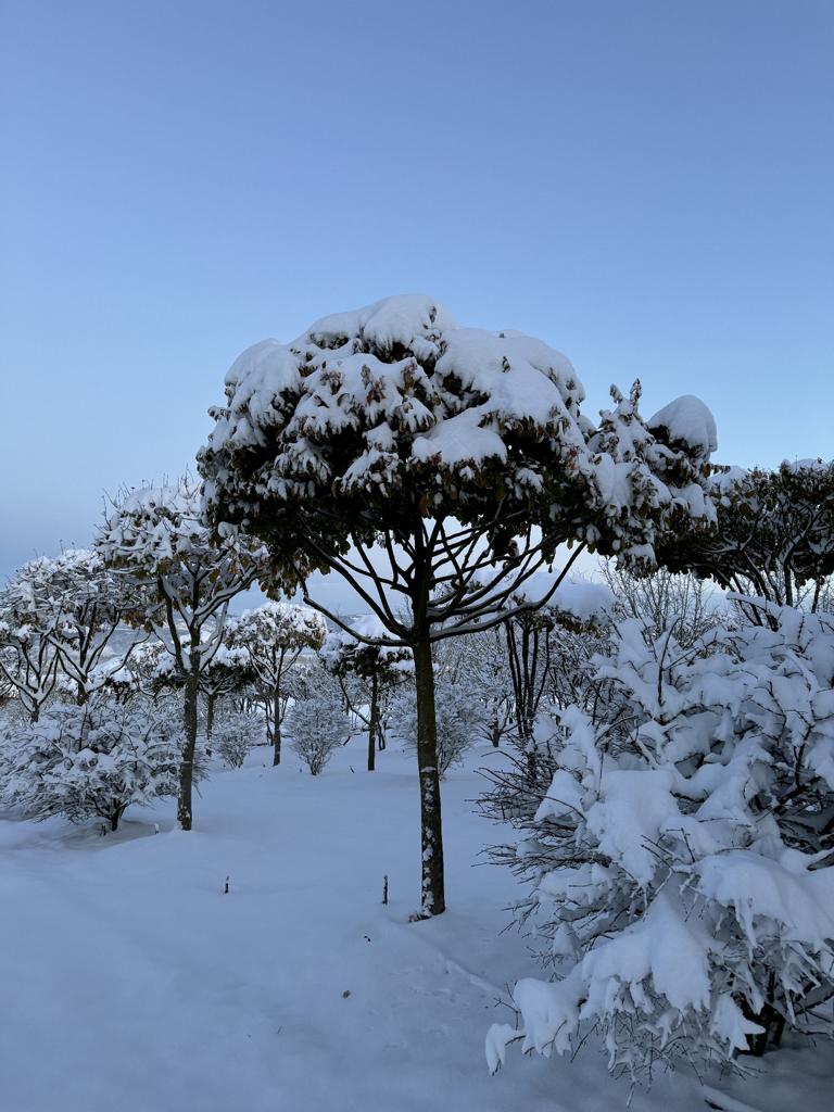 Parrotia persica Schirmform