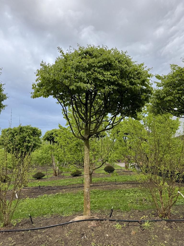 Parrotia persica Schirmform