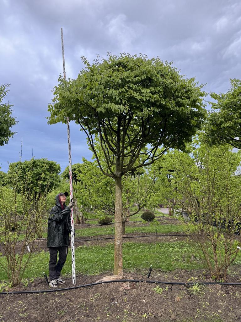 Parrotia persica Schirmform