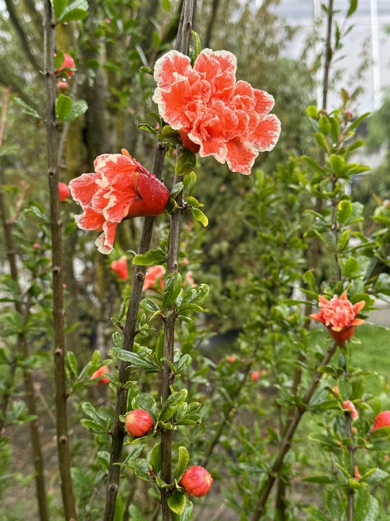 Parrotia persica Schirmform