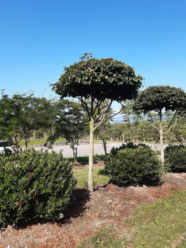 Parrotia persica Schirmform