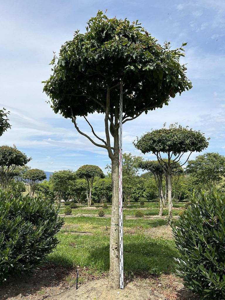 Parrotia persica Schirmform