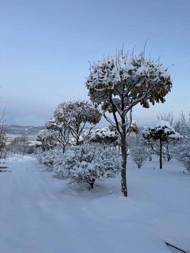 Parrotia persica Schirmform