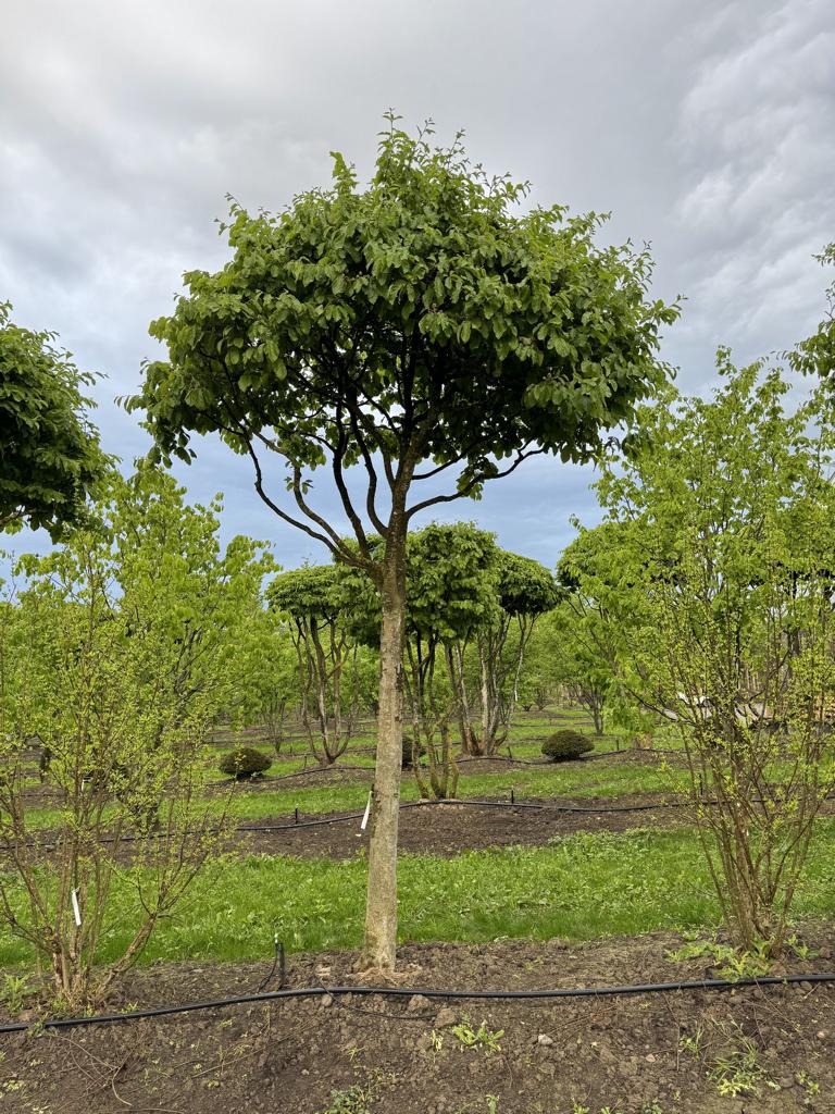 Parrotia persica Schirmform