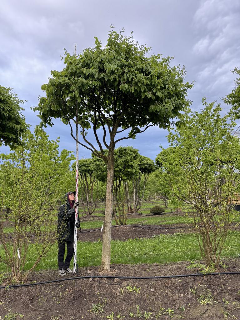Parrotia persica Schirmform