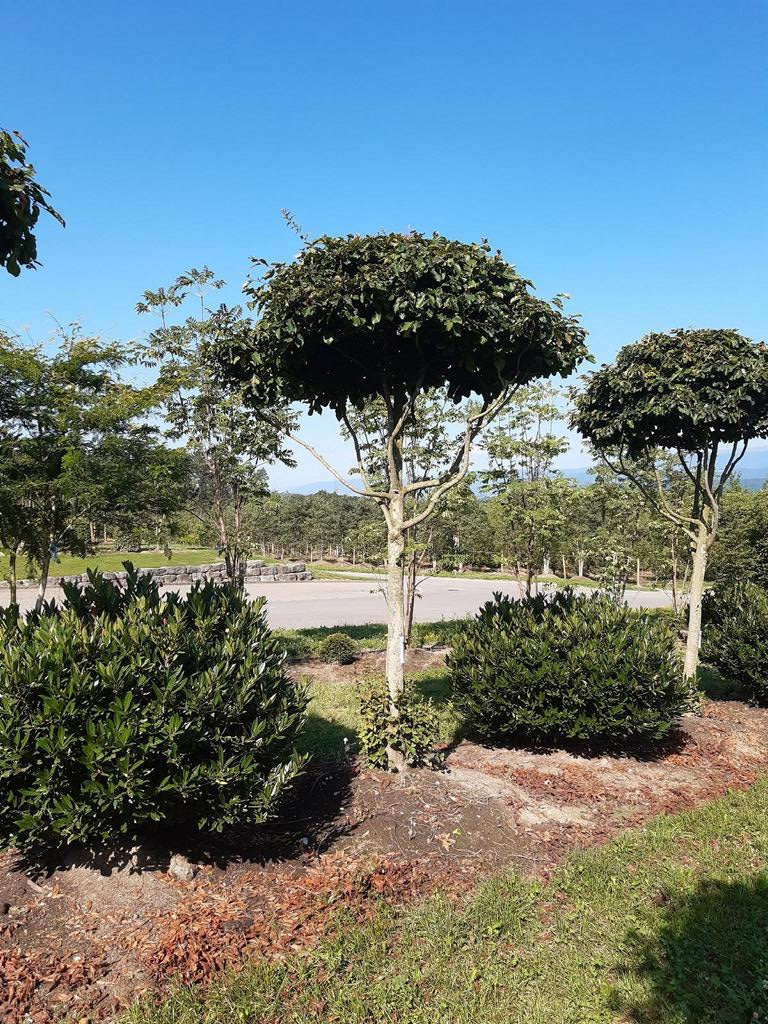 Parrotia persica Schirmform