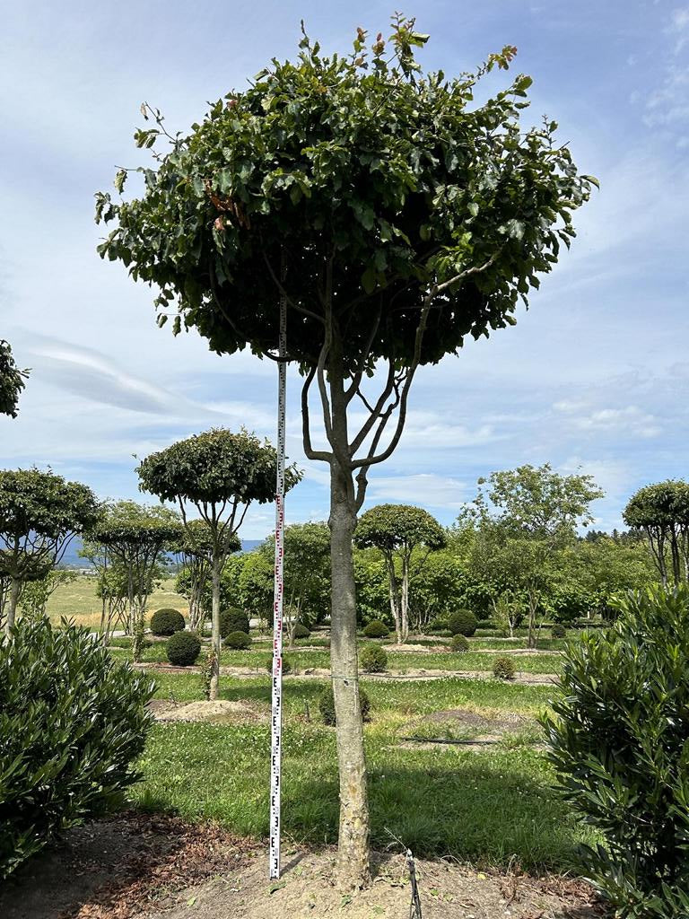 Parrotia persica Schirmform