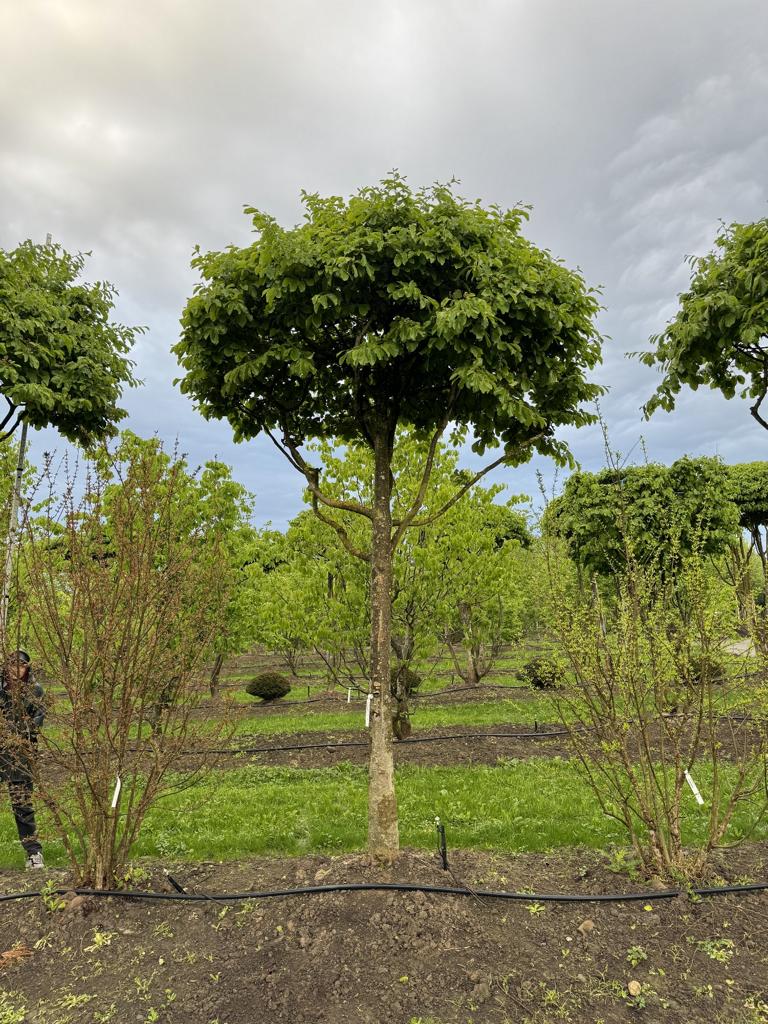 Parrotia persica Schirmform