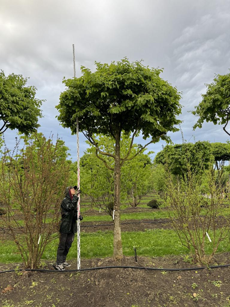 Parrotia persica Schirmform