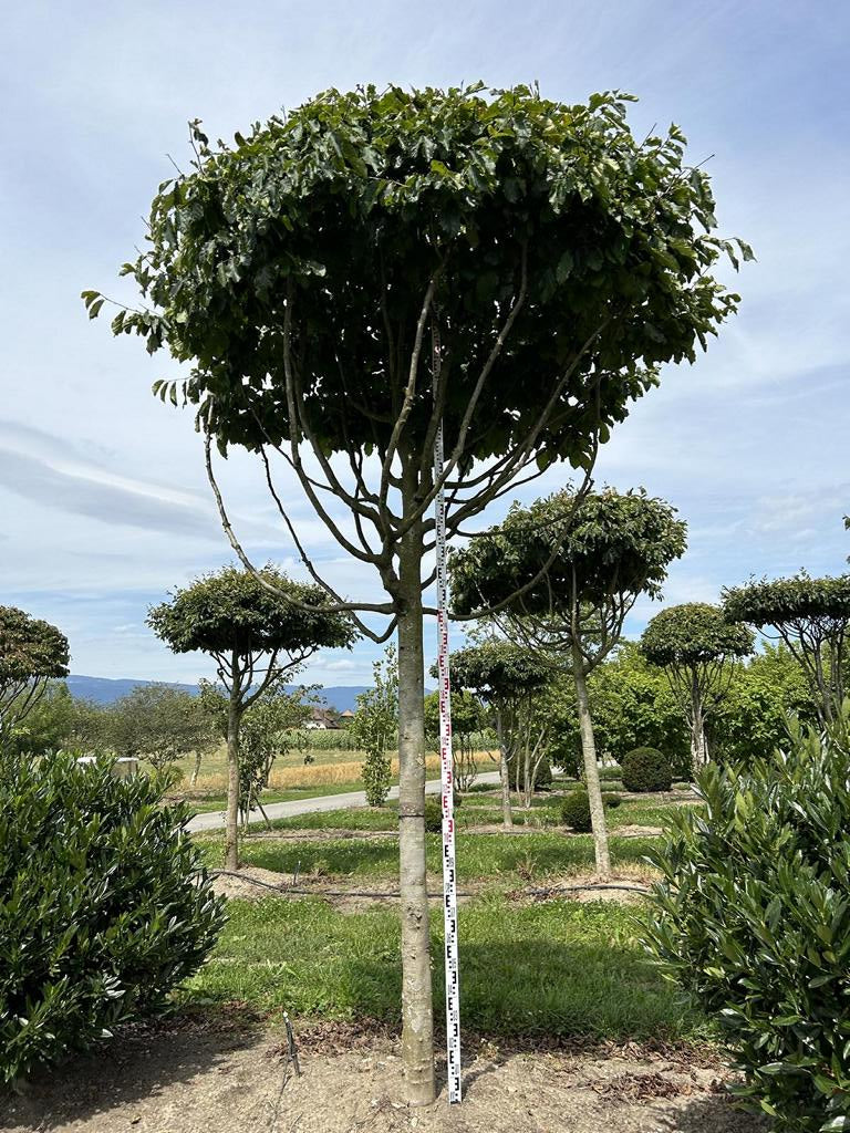Parrotia persica Schirmform
