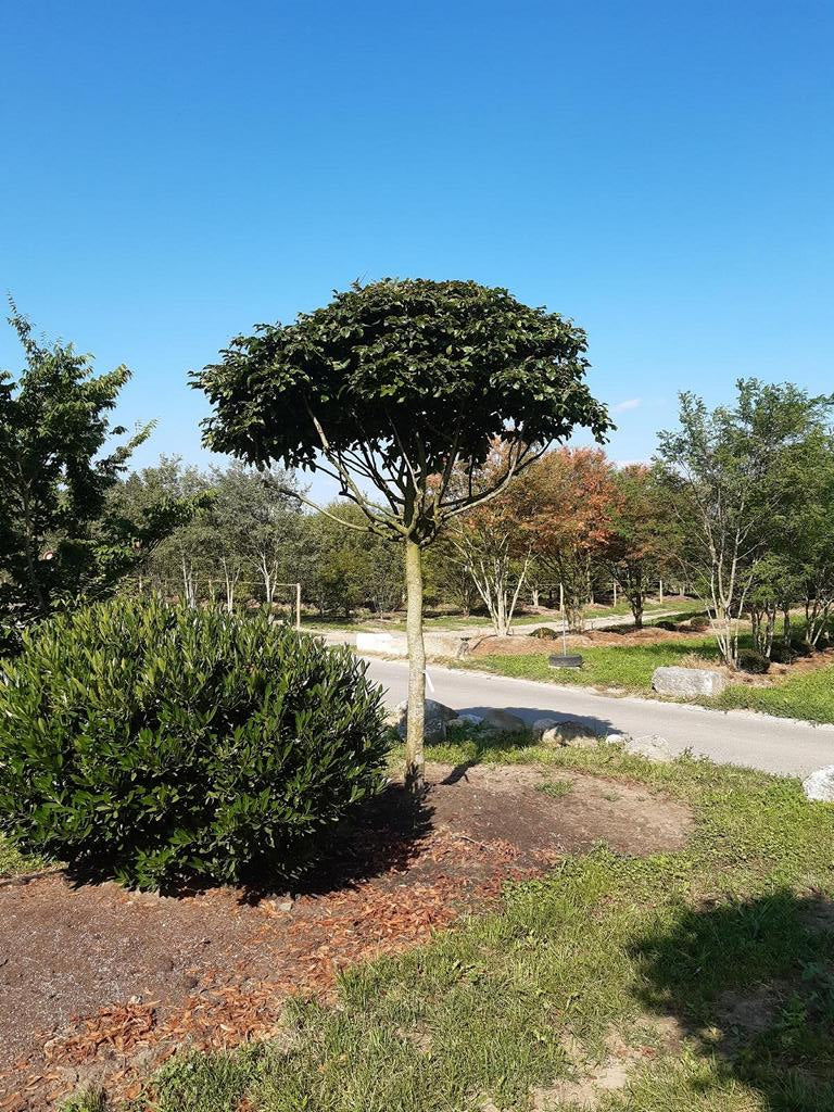 Parrotia persica Schirmform