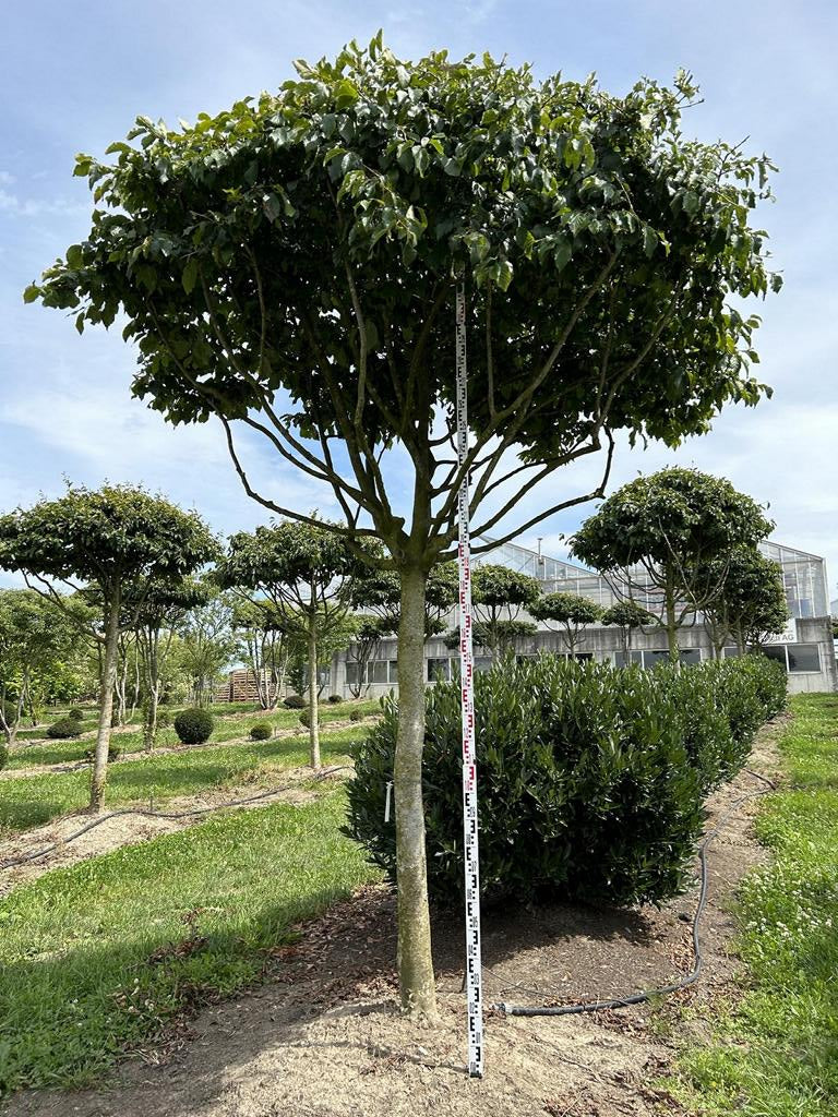 Parrotia persica Schirmform