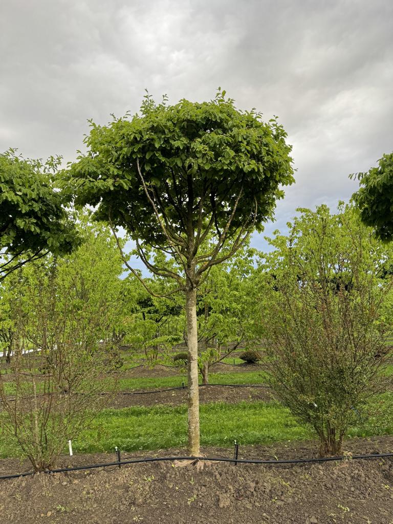 Parrotia persica Schirmform
