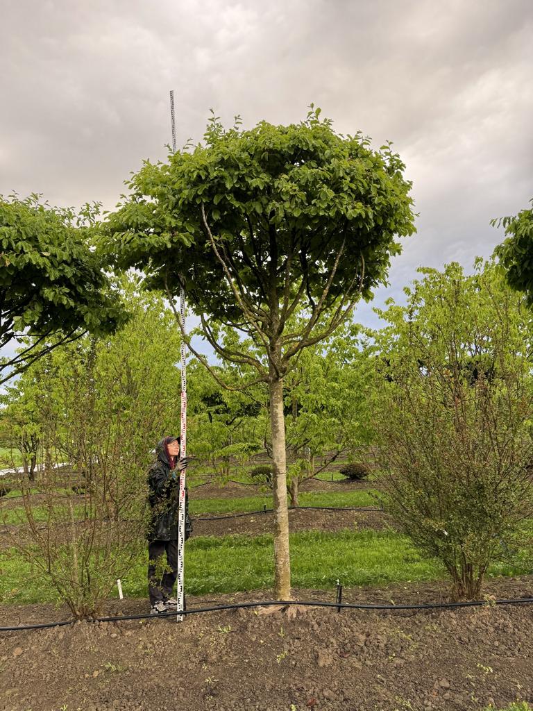 Parrotia persica Schirmform