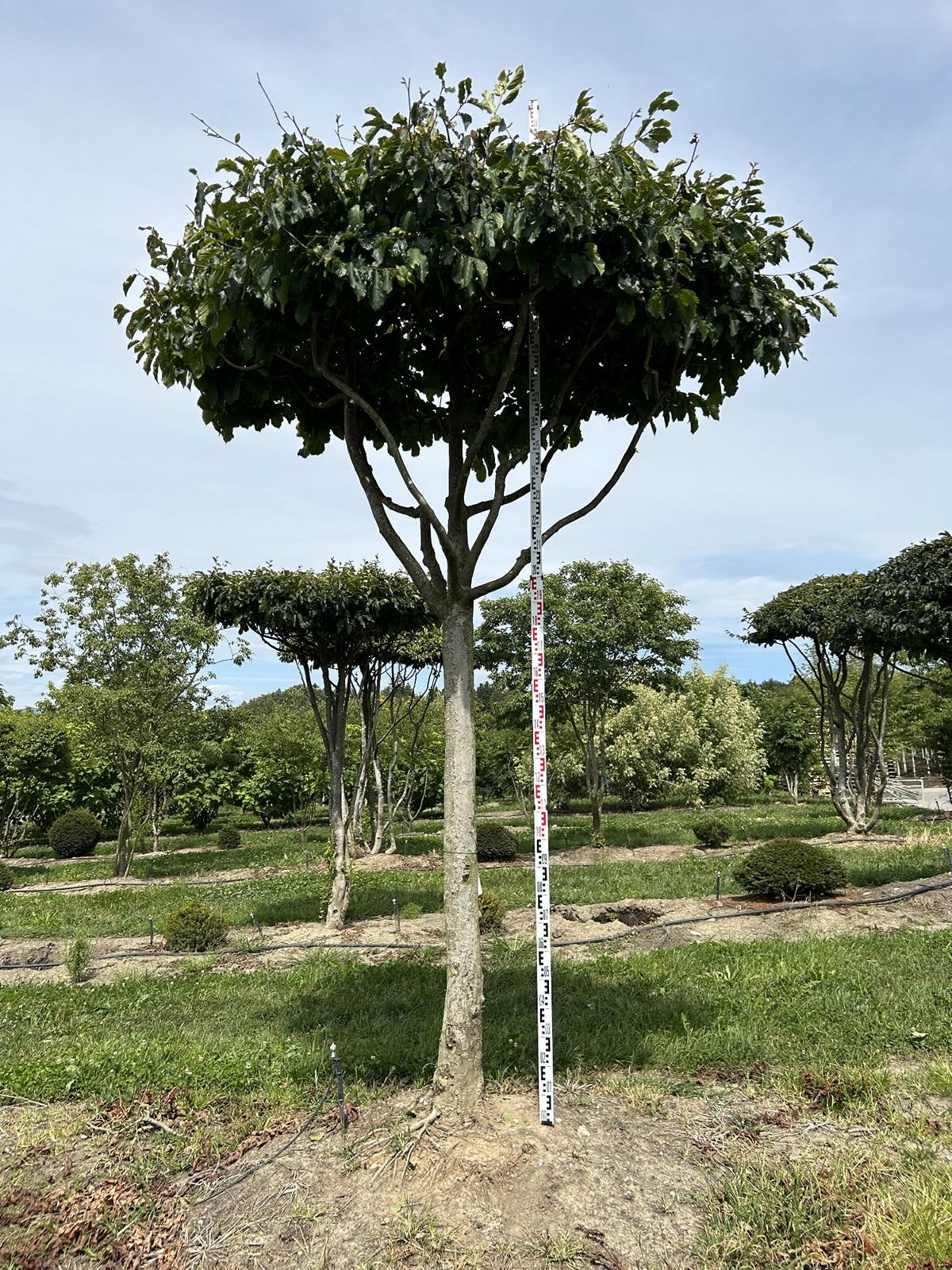 Parrotia persica Schirmform