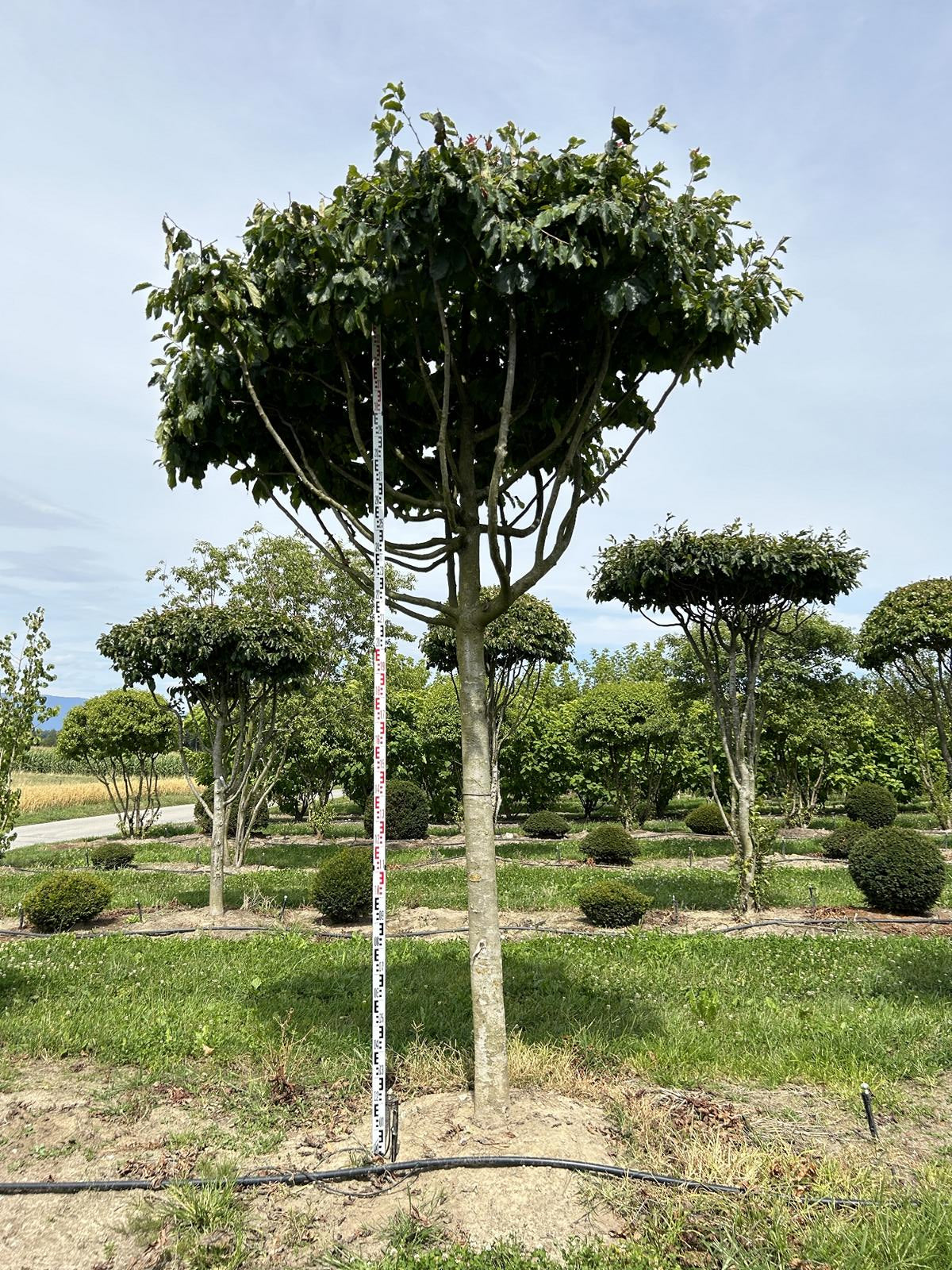 Parrotia persica Schirmform