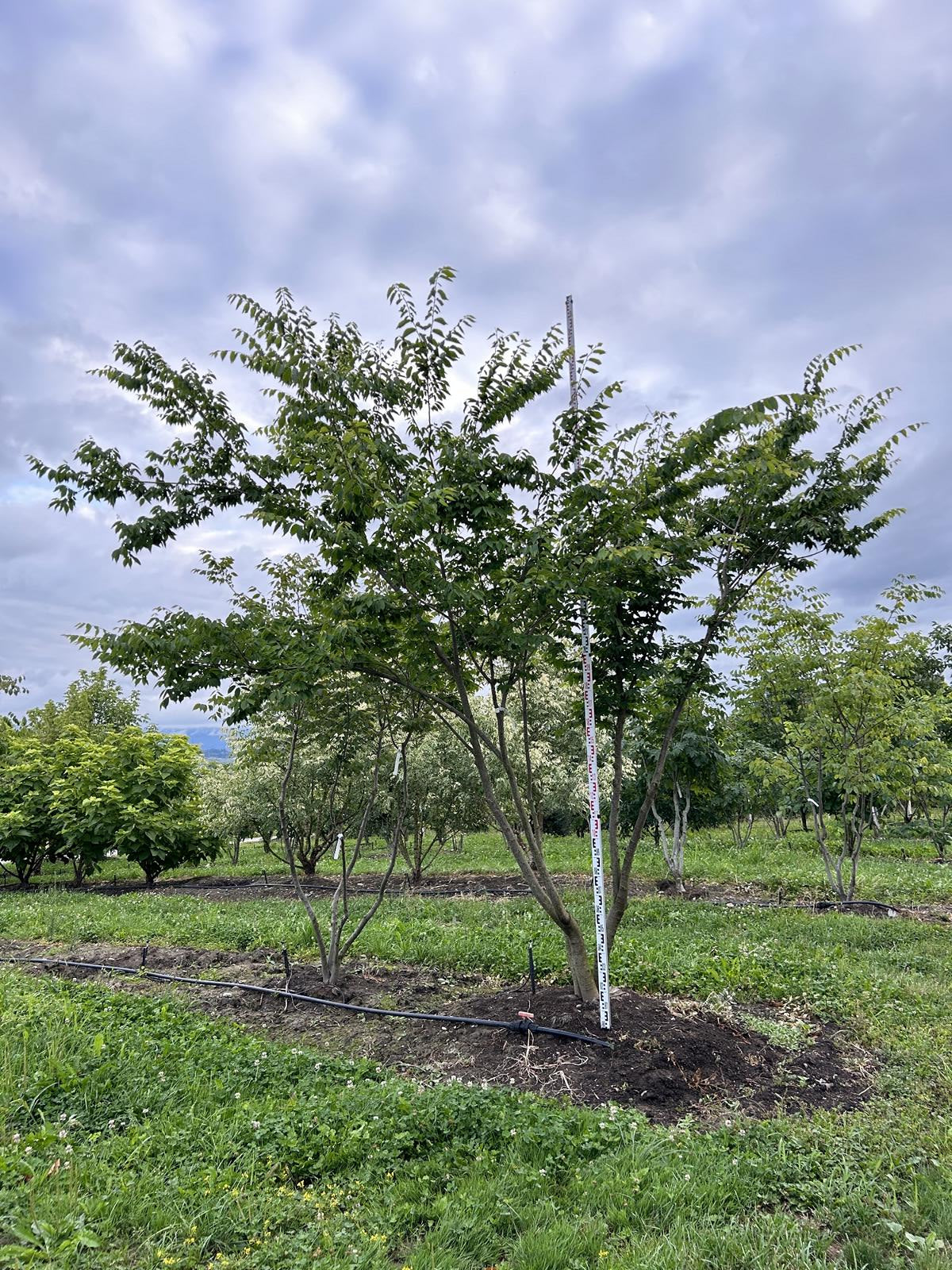 Zelkova serrata