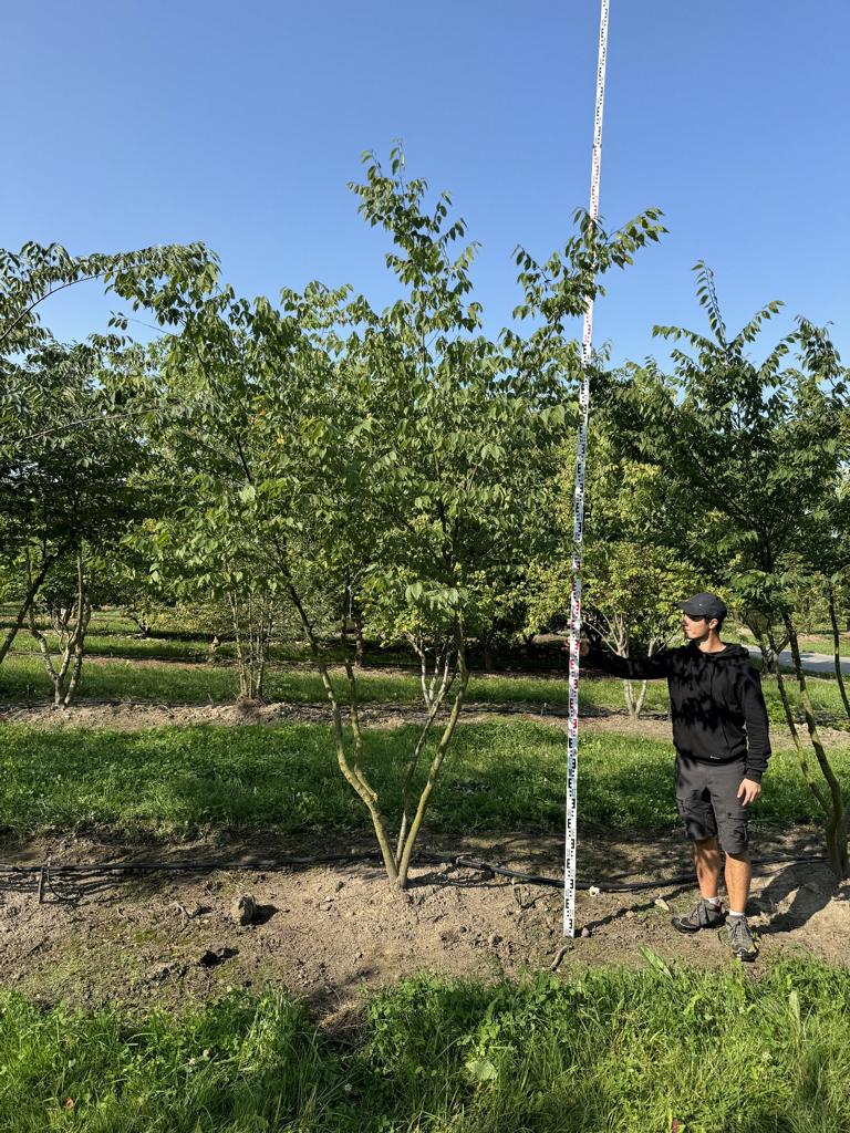 Zelkova serrata