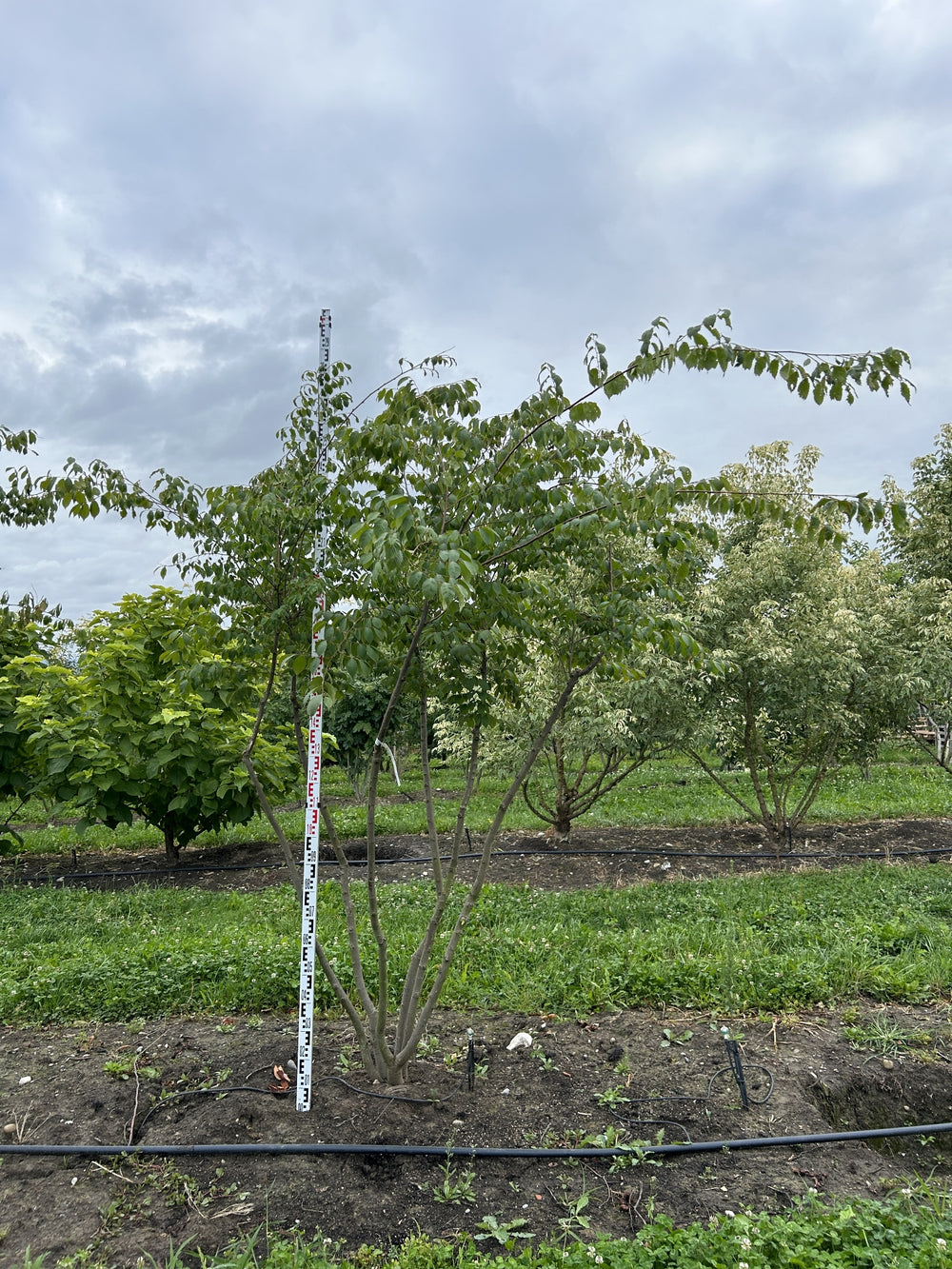 Zelkova serrata