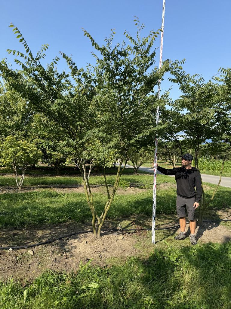 Zelkova serrata