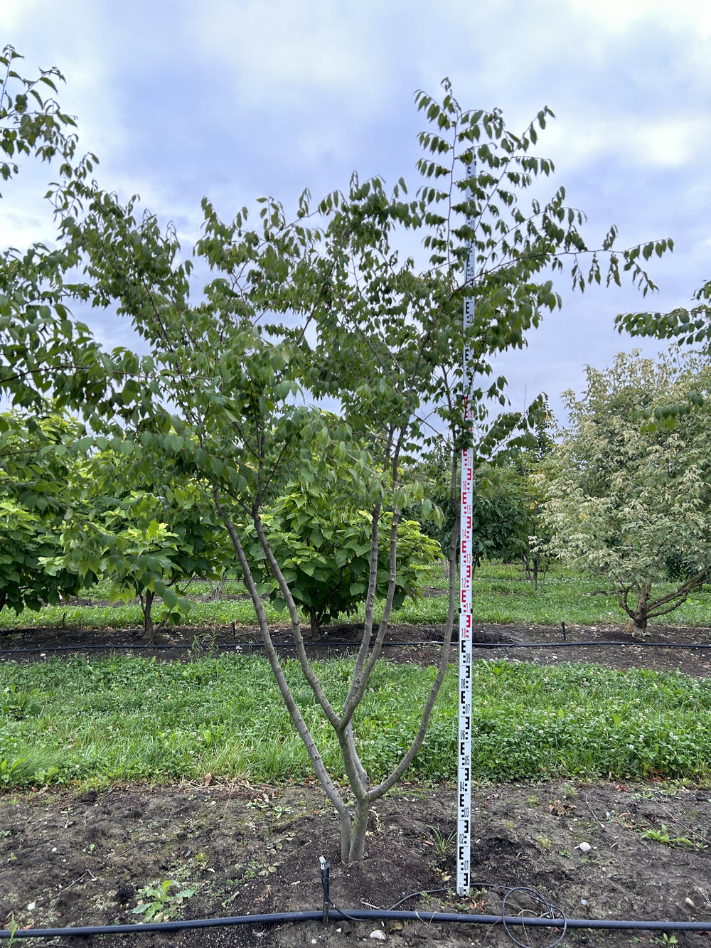 Zelkova serrata