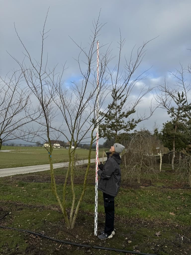 Zelkova serrata