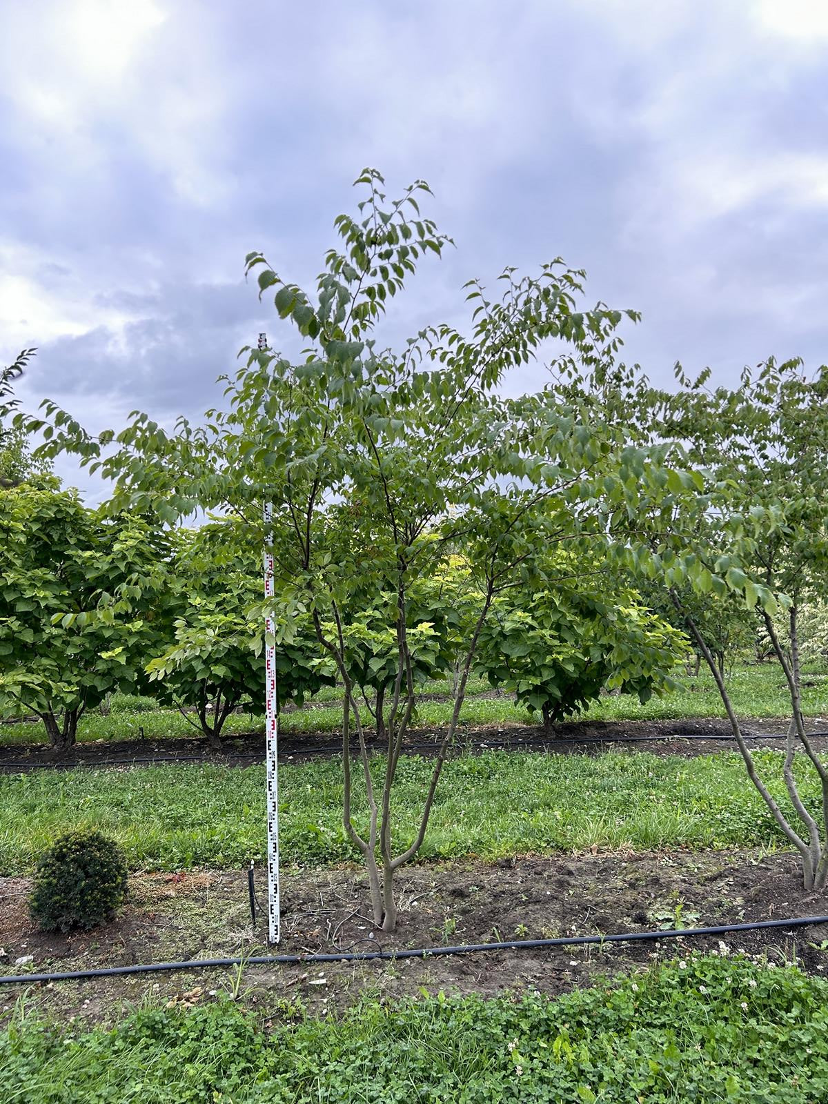 Zelkova serrata