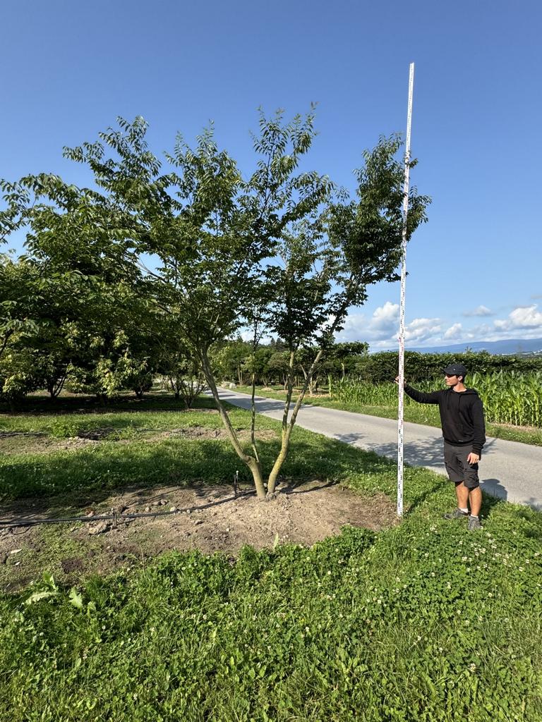 Zelkova serrata