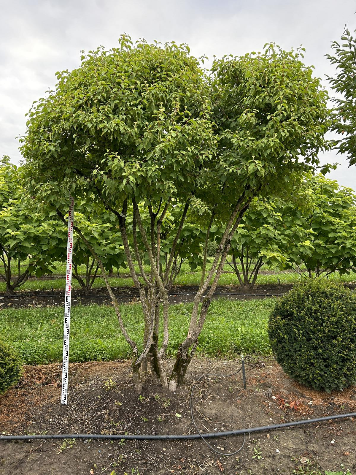 Cornus sanguinea 'Winterflame' Dachform