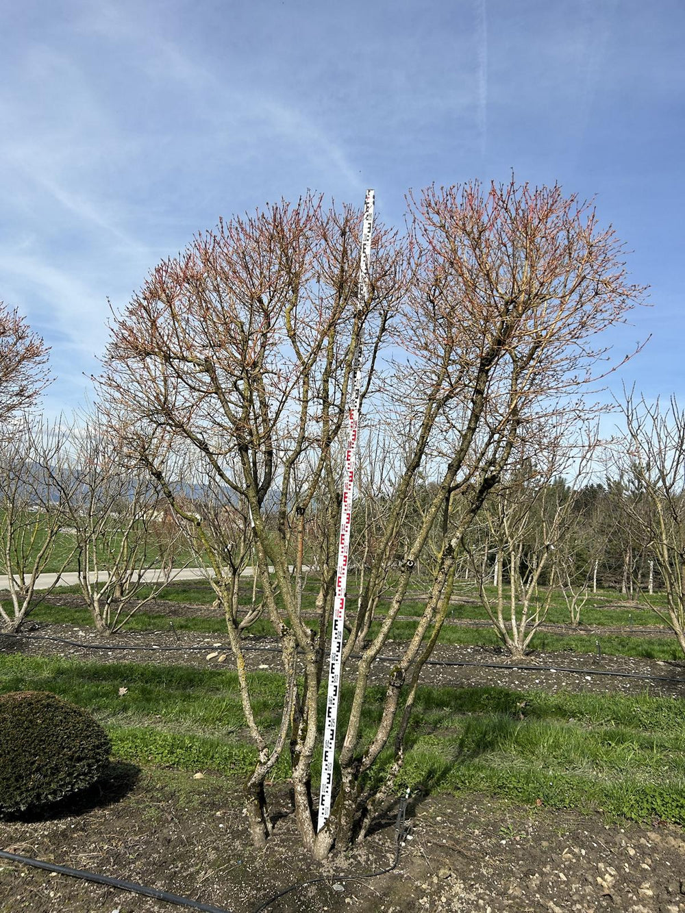 Cornus sanguinea 'Winterflame' Dachform