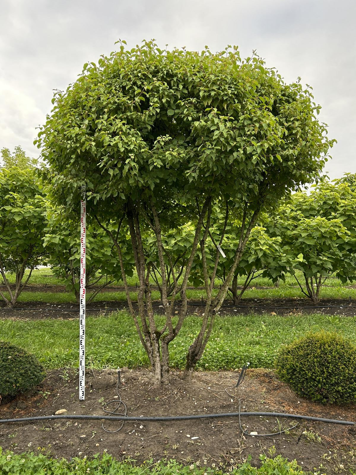 Cornus sanguinea 'Winterflame' Dachform