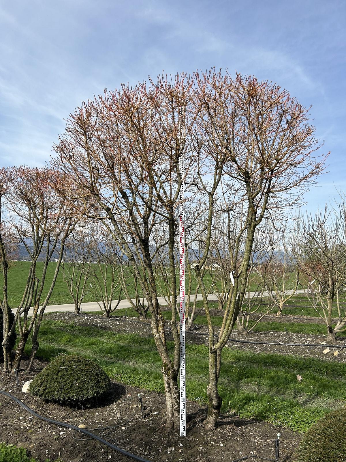 Cornus sanguinea 'Winterflame' Dachform