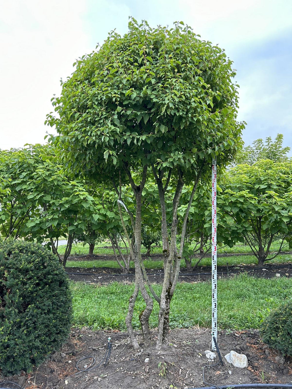 Cornus sanguinea 'Winterflame' Dachform