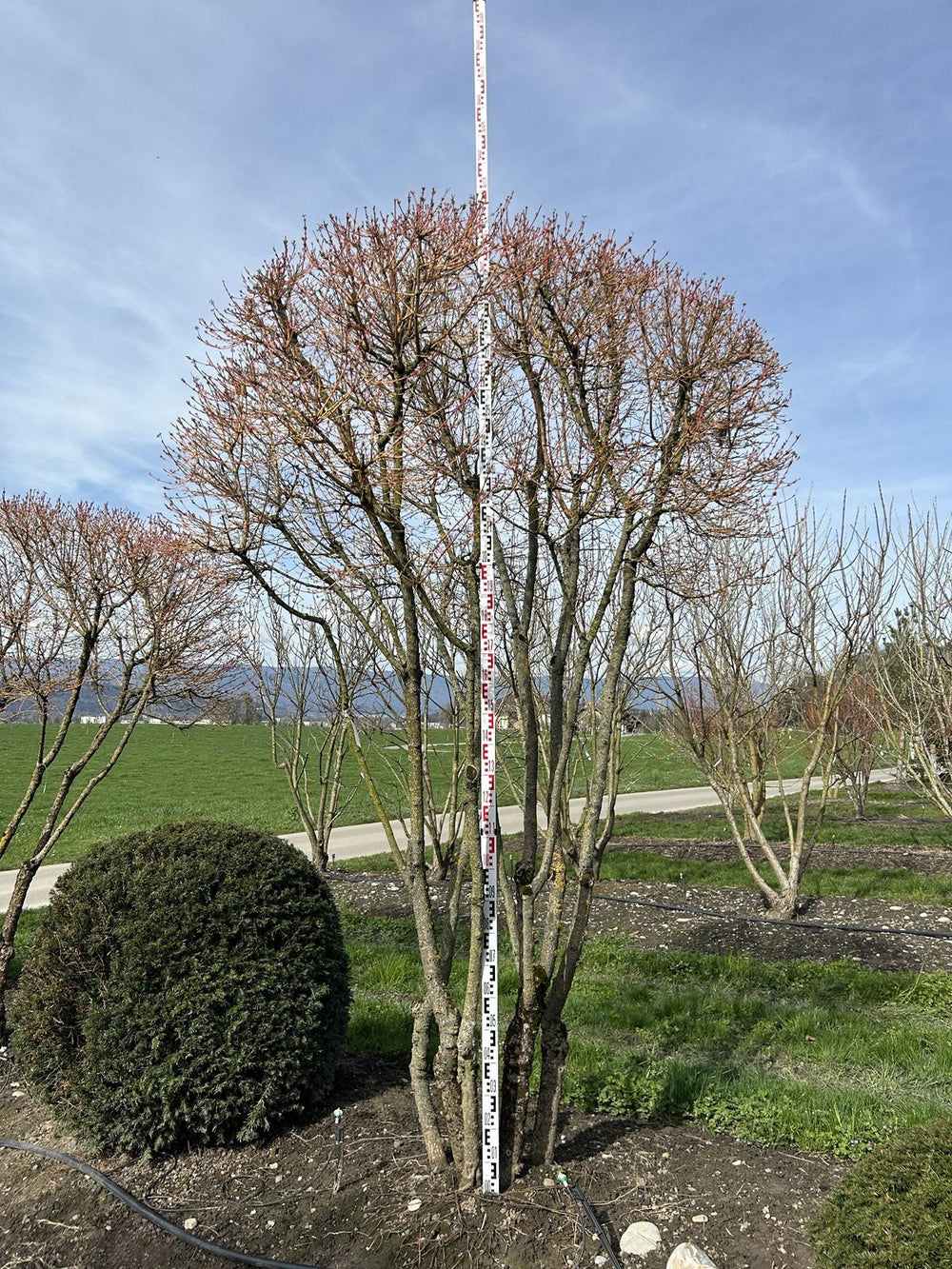 Cornus sanguinea 'Winterflame' Dachform