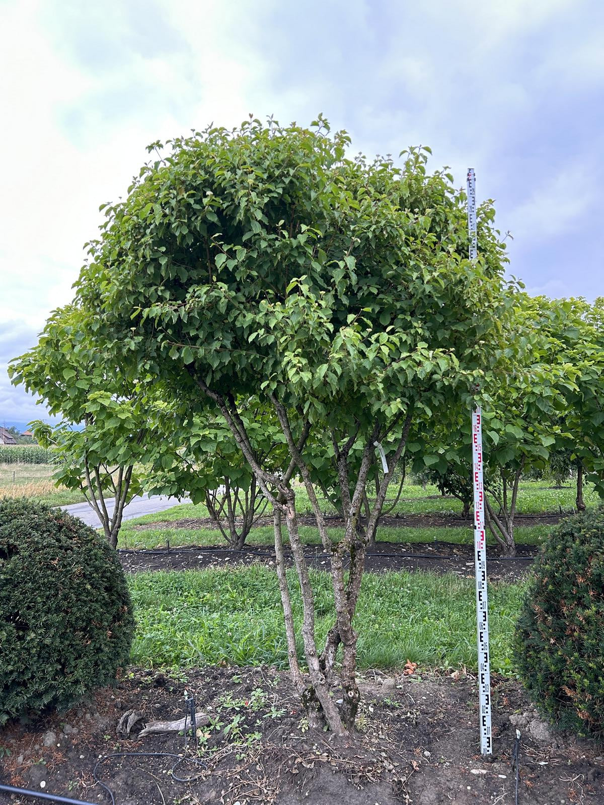 Cornus sanguinea 'Winterflame' Dachform