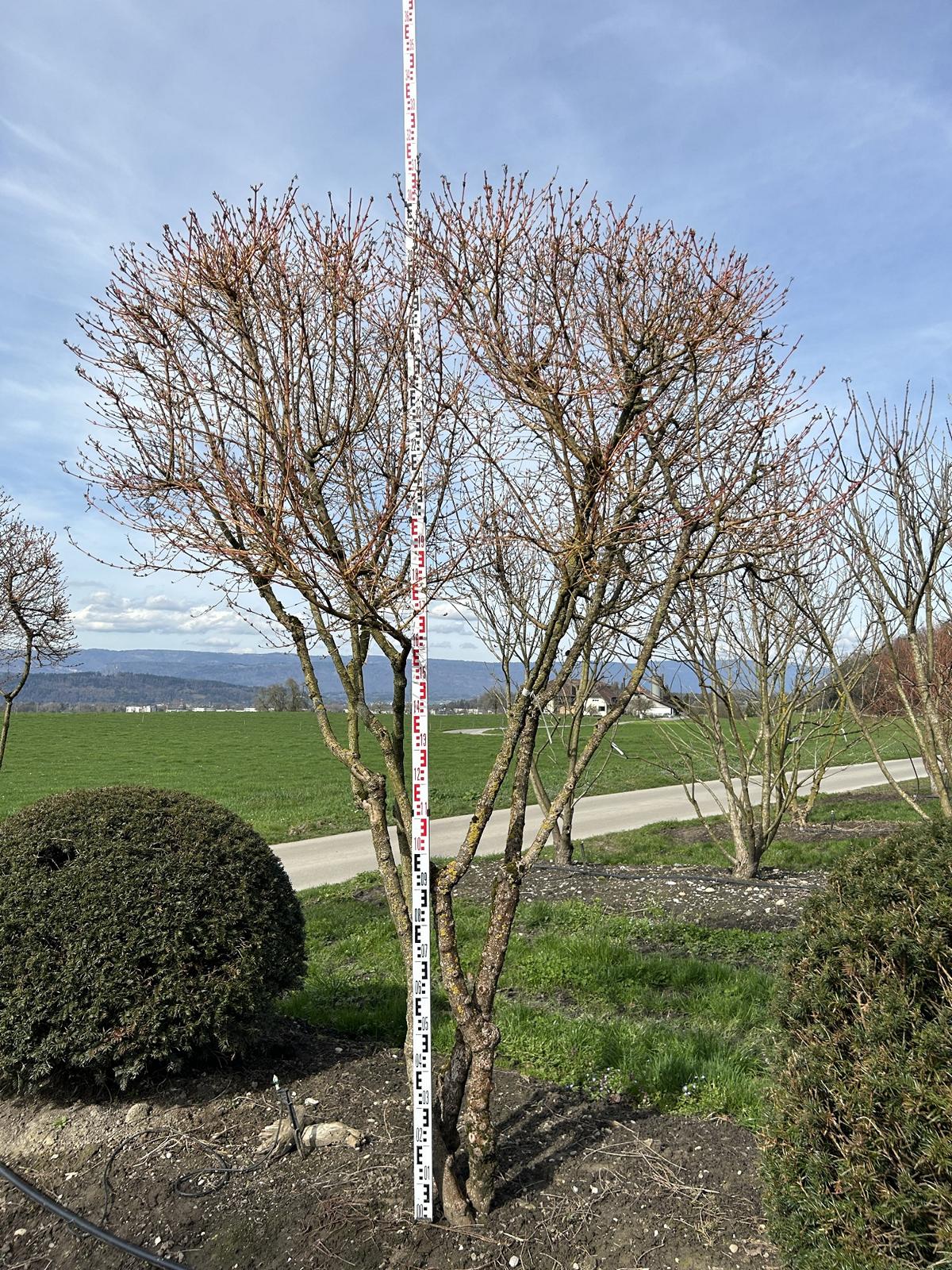 Cornus sanguinea 'Winterflame' Dachform