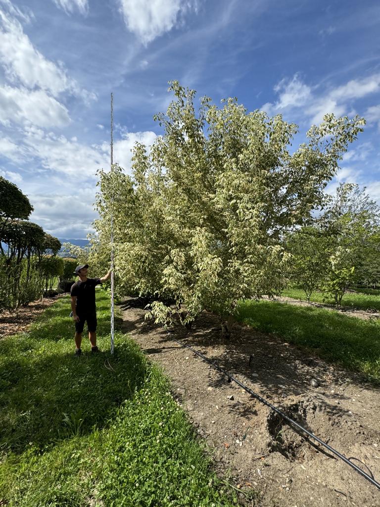 Acer negundo 'Flamingo'