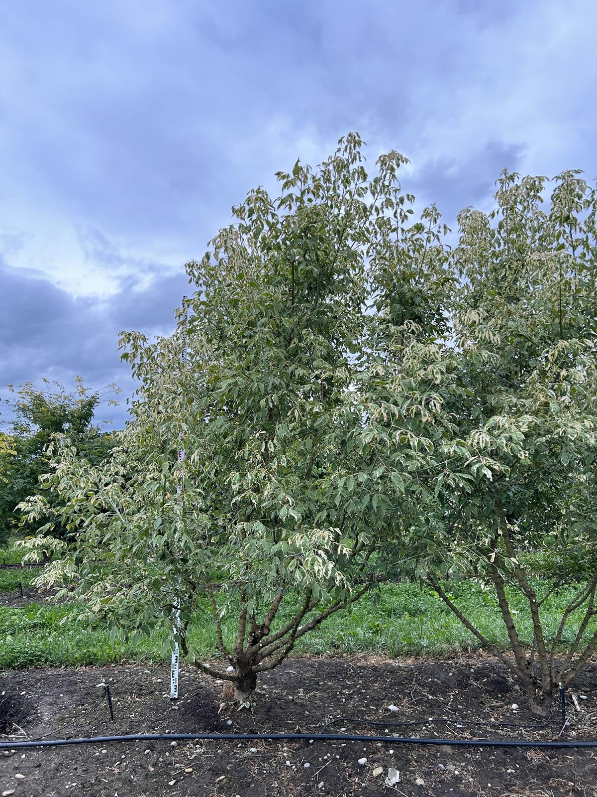 Acer negundo 'Flamingo'