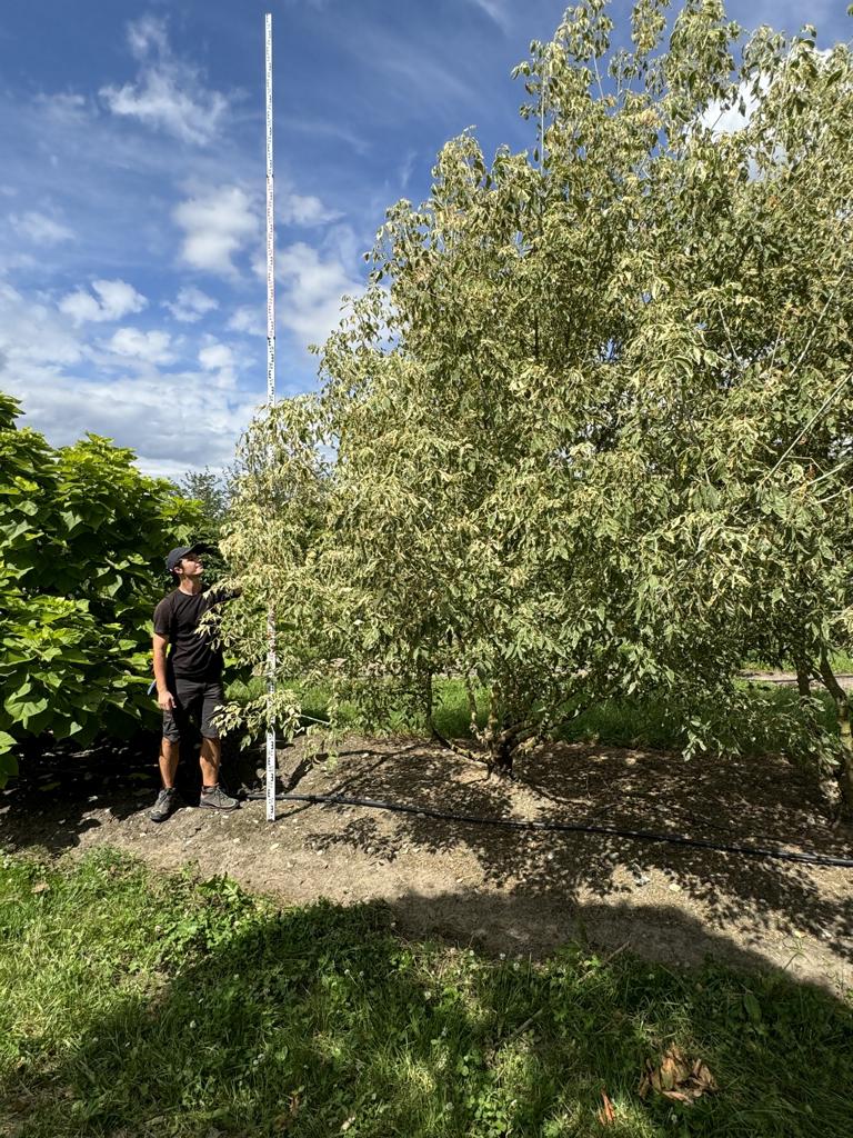 Acer negundo 'Flamingo'