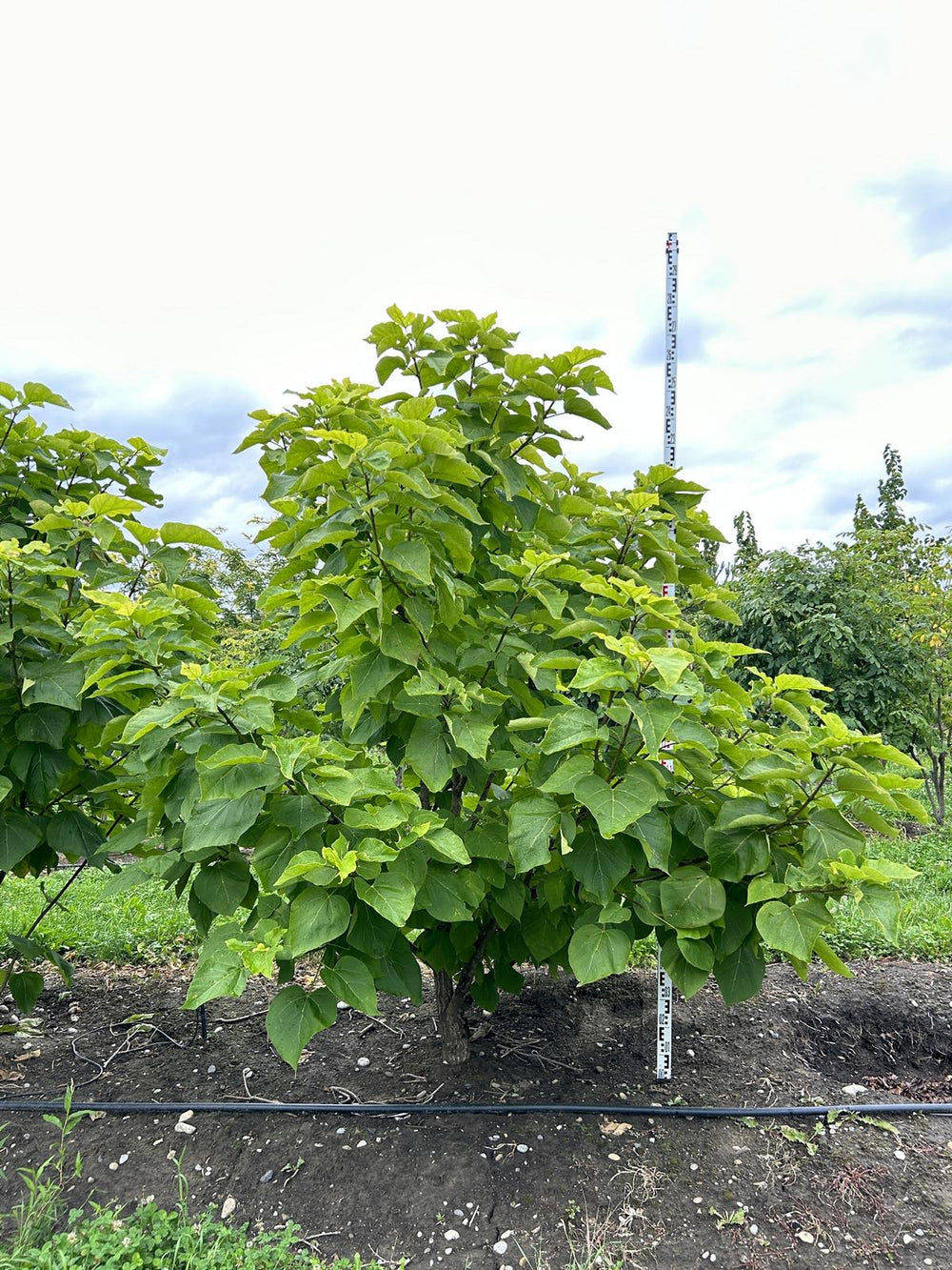 Catalpa bignonioides 'Aurea'