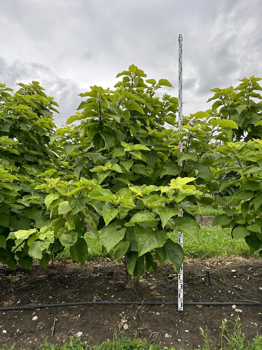 Catalpa bignonioides 'Aurea'