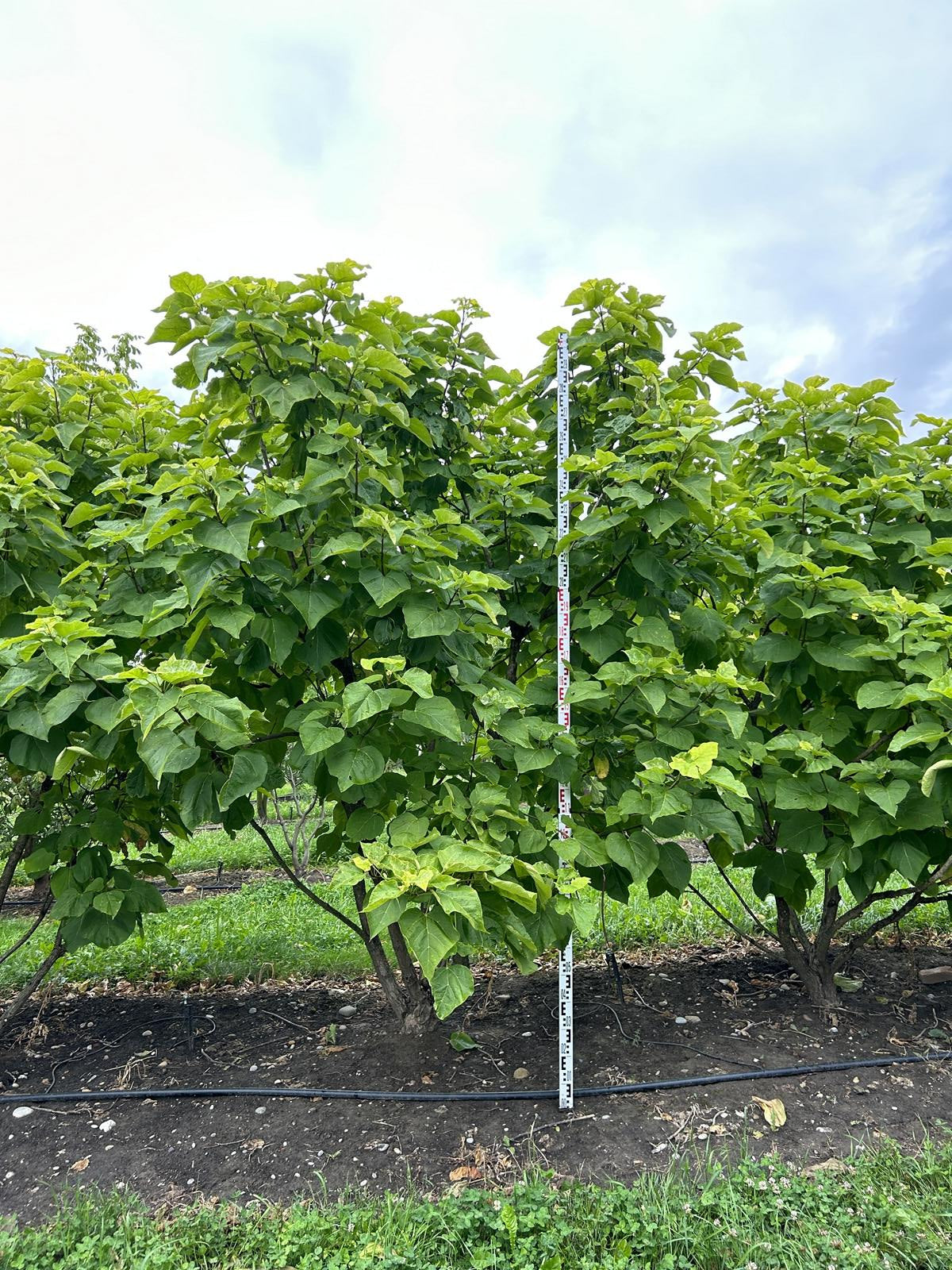 Catalpa bignonioides 'Aurea'