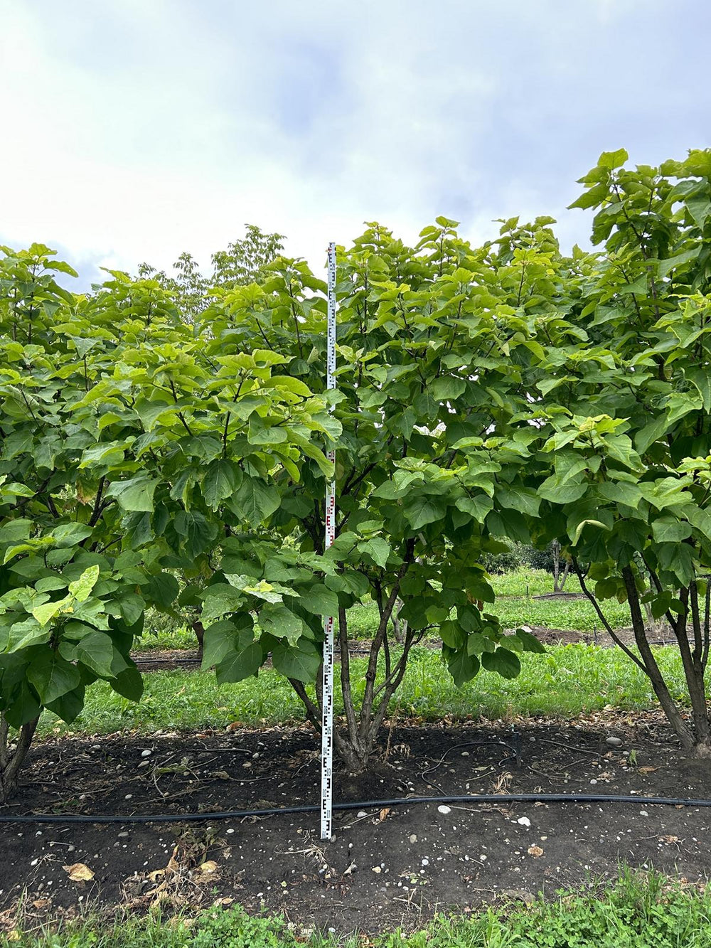 Catalpa bignonioides 'Aurea'