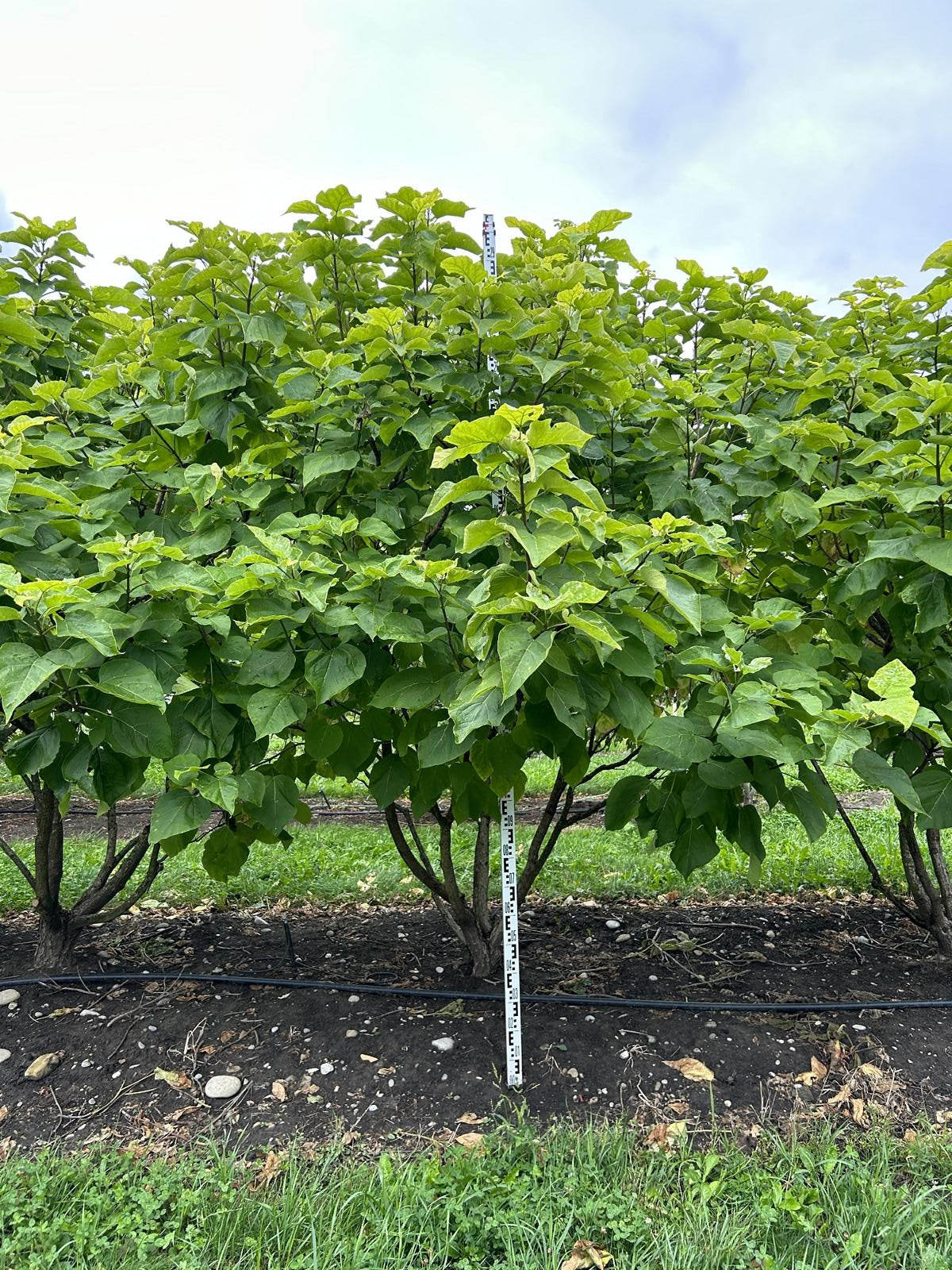 Catalpa bignonioides 'Aurea'