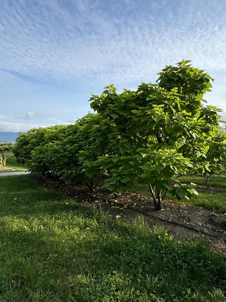 Catalpa bignonioides 'Aurea'