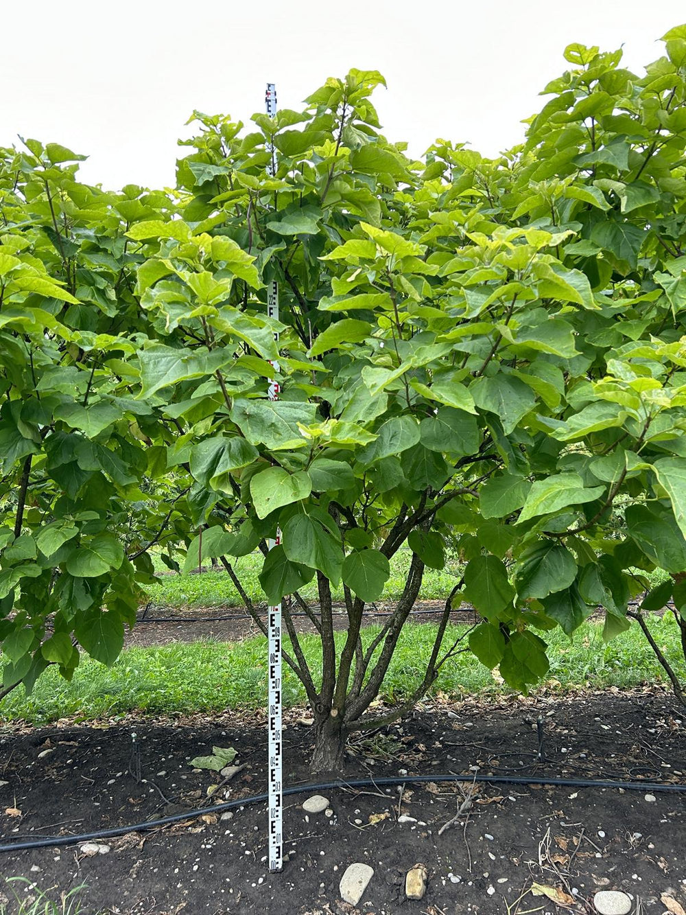 Catalpa bignonioides 'Aurea'