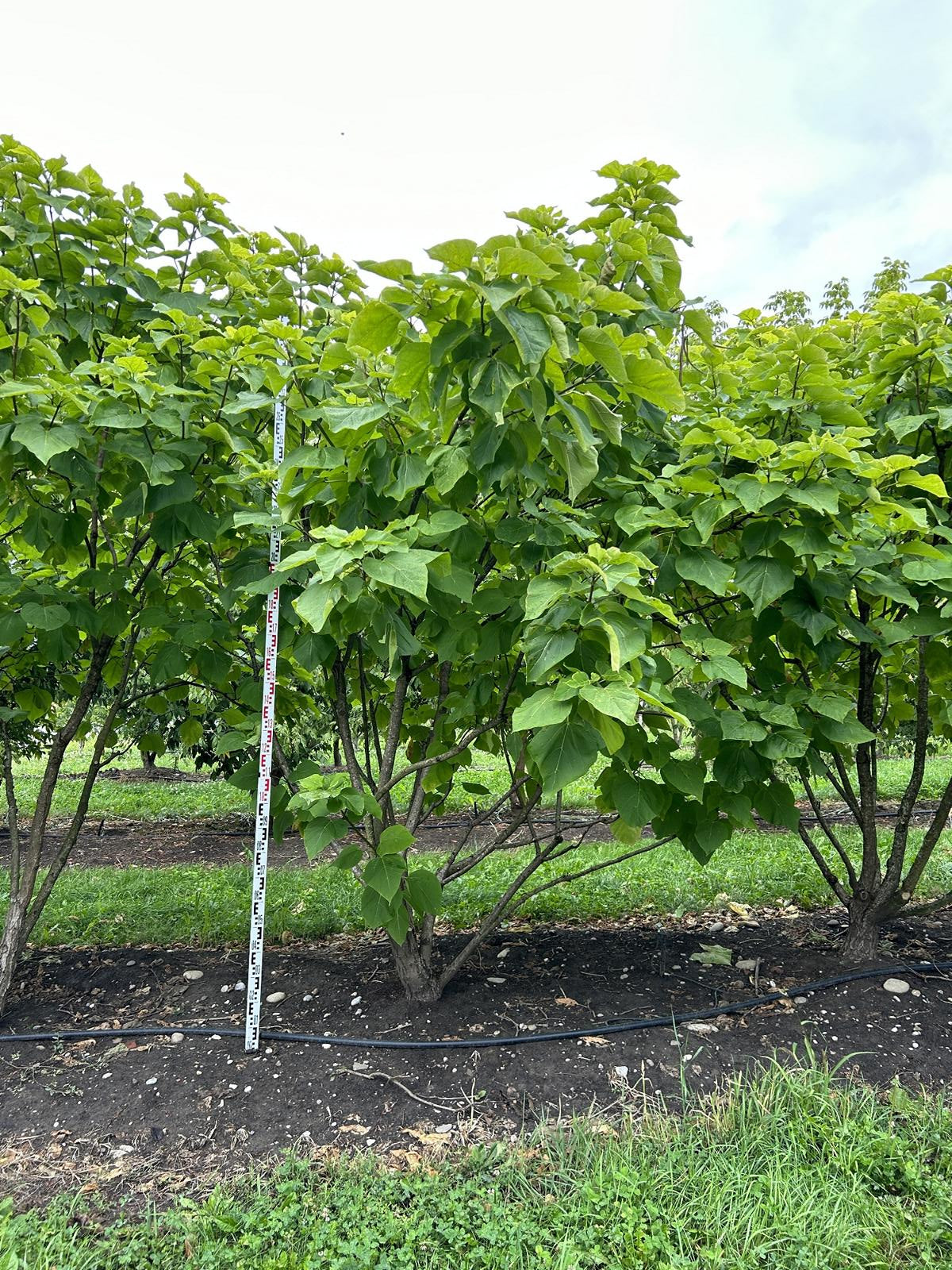 Catalpa bignonioides 'Aurea'