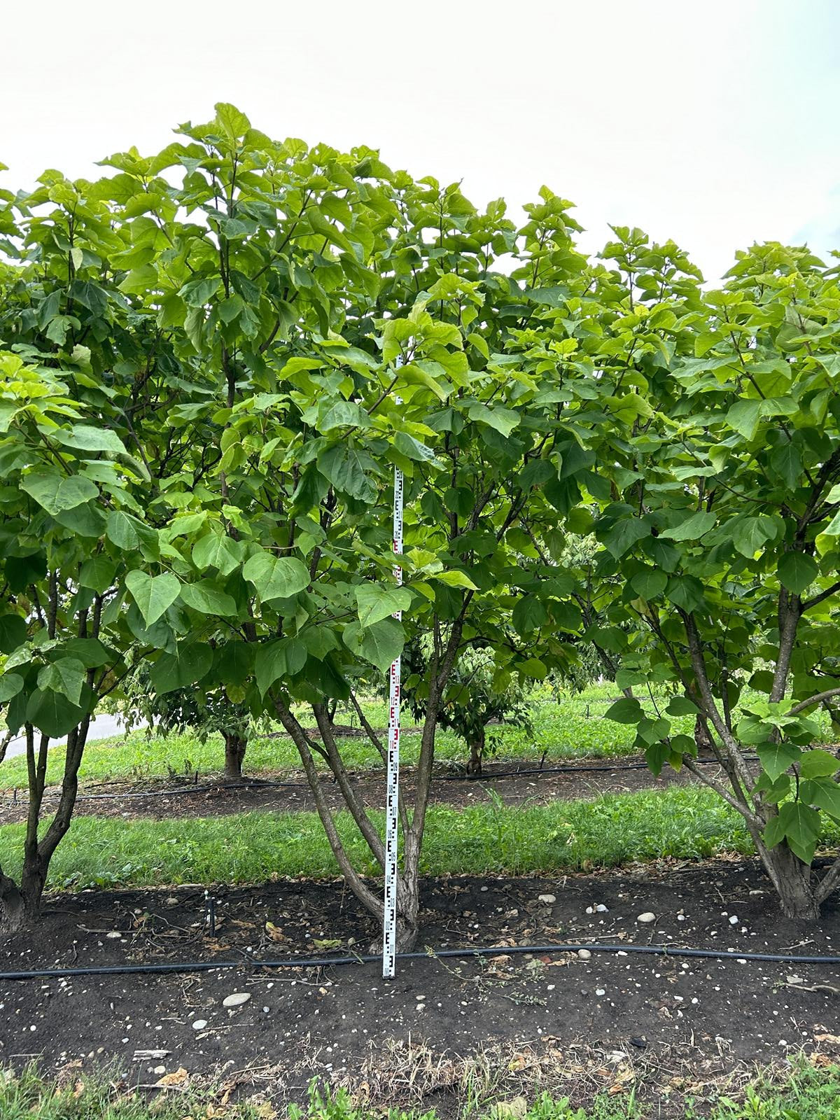 Catalpa bignonioides 'Aurea'