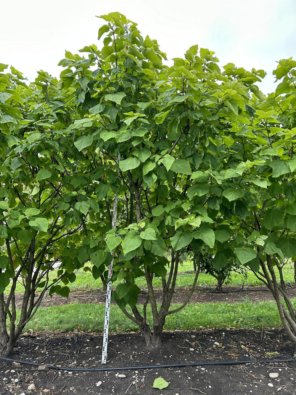 Catalpa bignonioides 'Aurea'