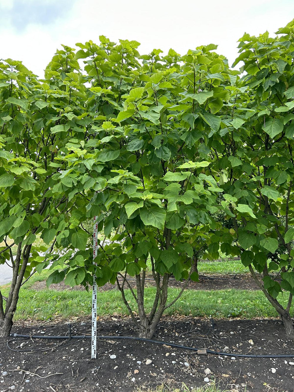 Catalpa bignonioides 'Aurea'